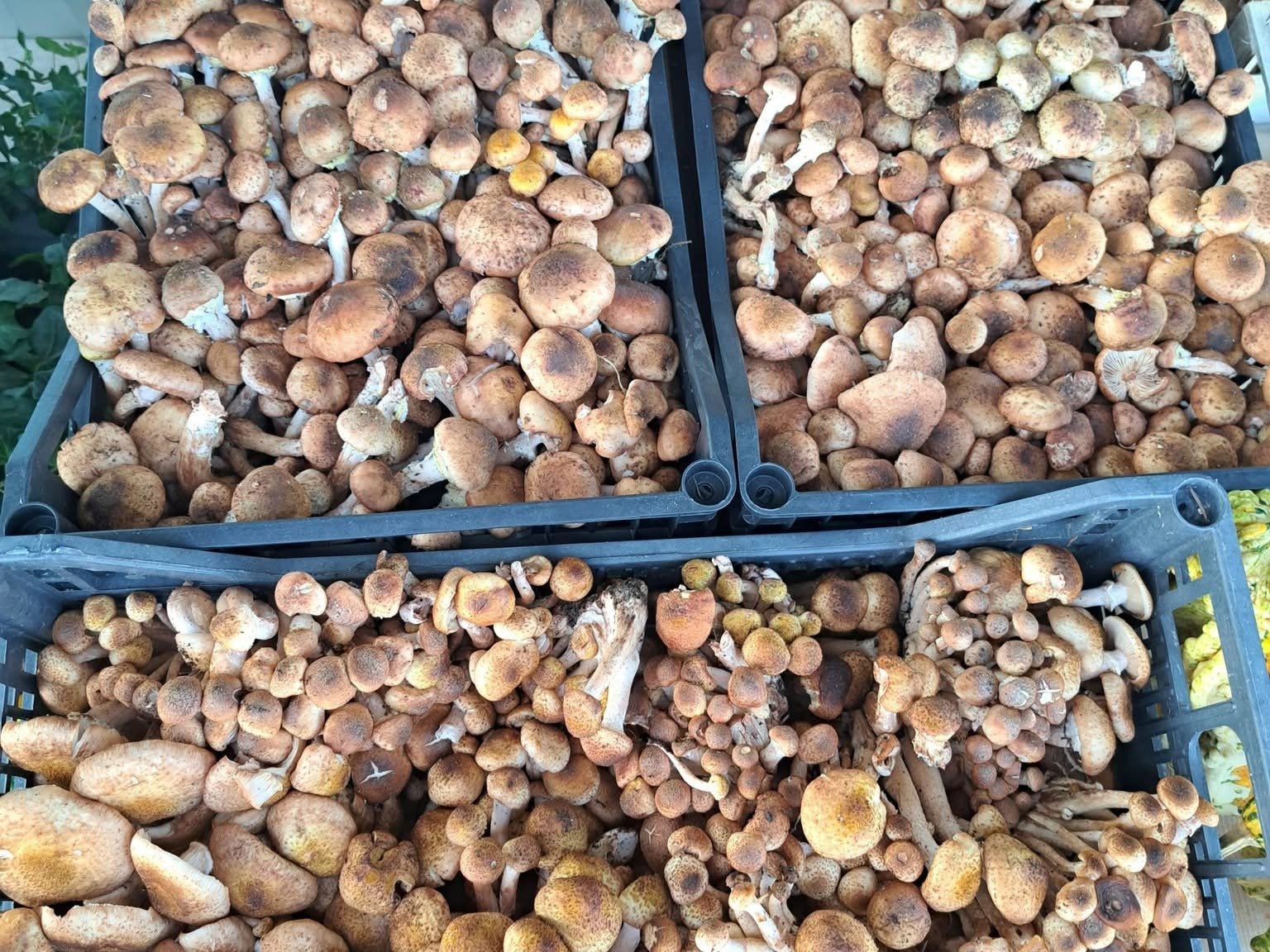 Cassette di funghi freschi di stagione