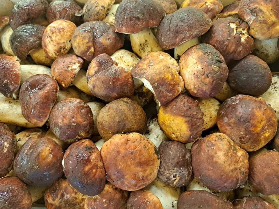 Funghi porcini freschi sul banco di Sapori d'Italia